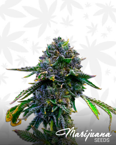 Hawaiian Purple Kush