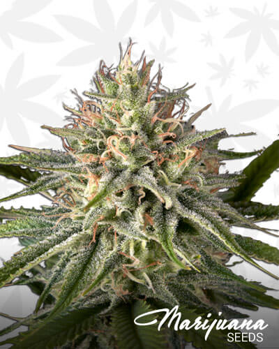 Hawaiian Snow