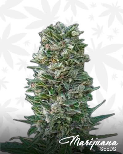 Heavy Bud