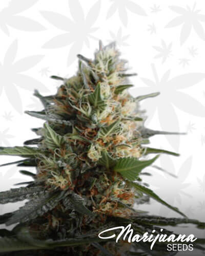 Herijuana