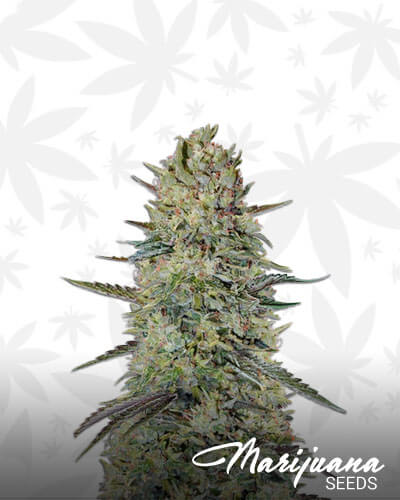 Hindu Cream