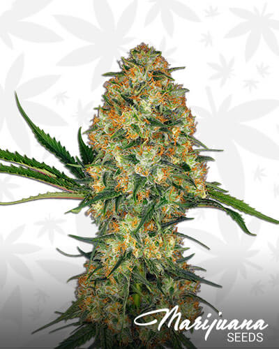 Hindu Kush