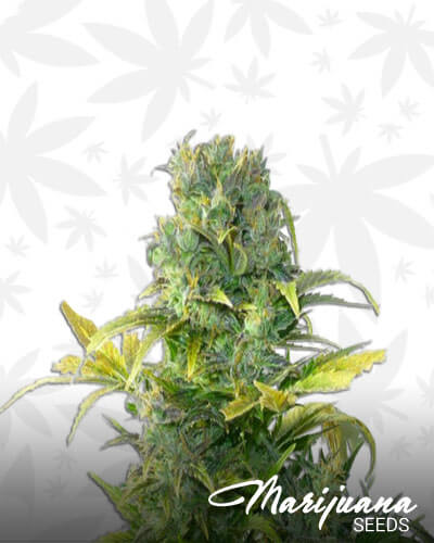 IFC OG