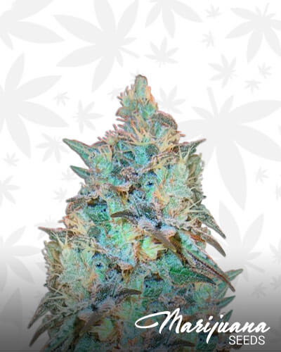 Iced Widow