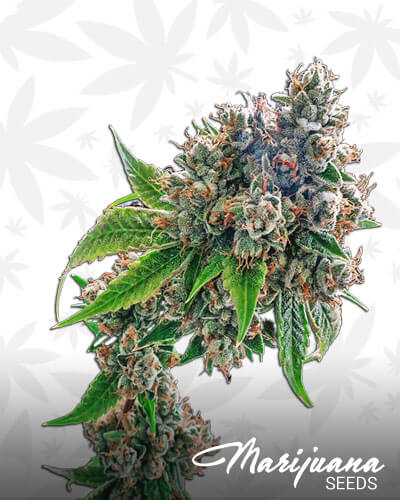 Illuminati OG