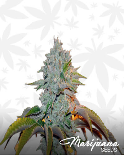 Jedi Kush