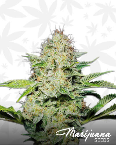 Kashmir Kush