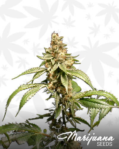 King Louis XIII