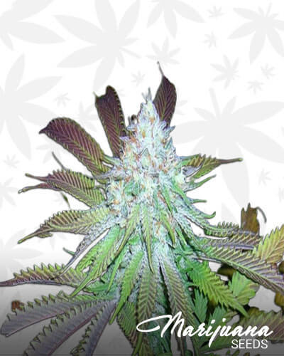 Kobian Kush