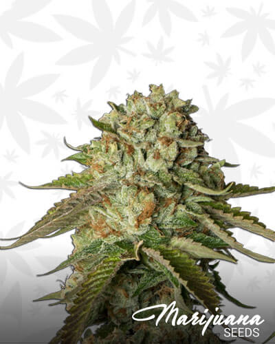 Kosher Kush