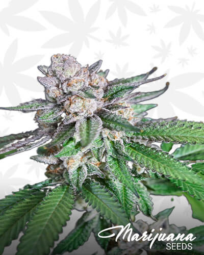 Krishna Kush