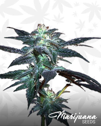 Kushberry