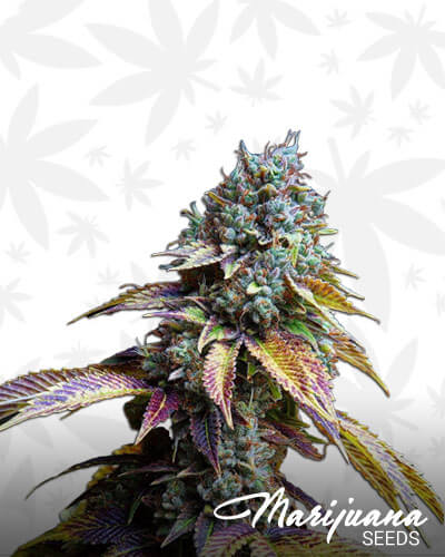 LA Confidential