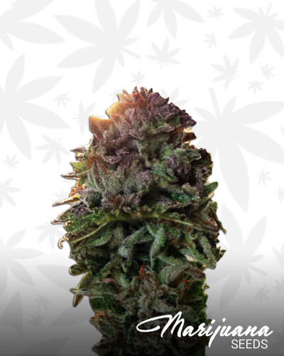 LA OG