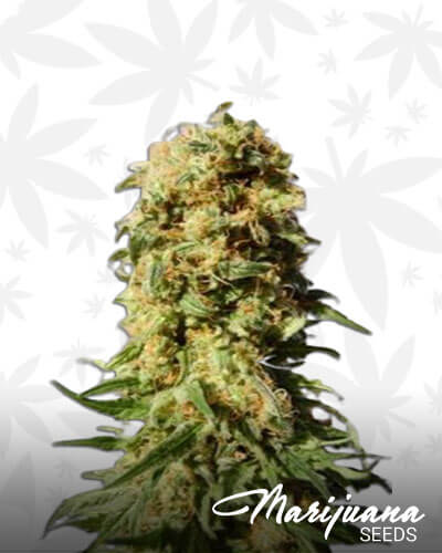 La Reina De Africa Marijuana Strain Details | Marijuana Seeds