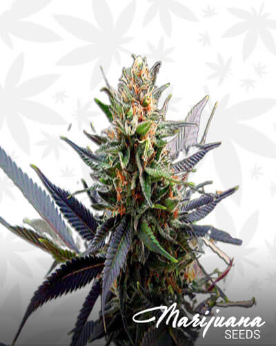 Lavender Haze