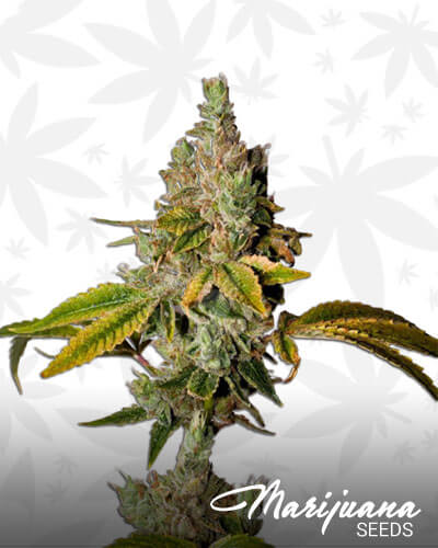 Legend OG
