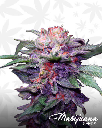 Lime Purple Mist