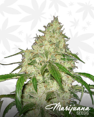 Lucifer OG