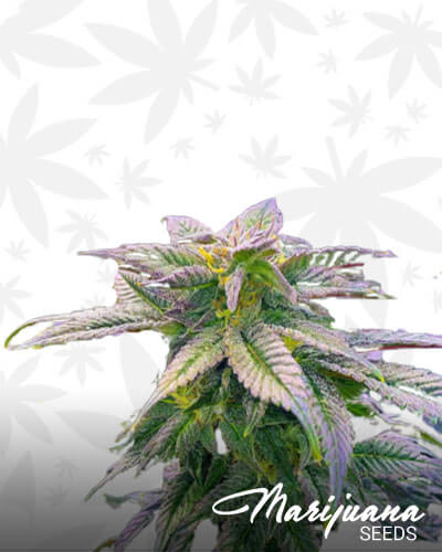 Mag Landrace