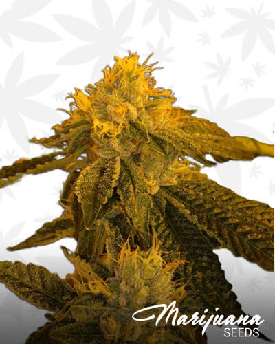 Magic Beans OG