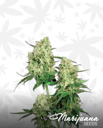 Maple Leaf Indica