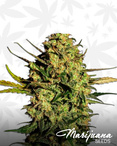 Master Kush