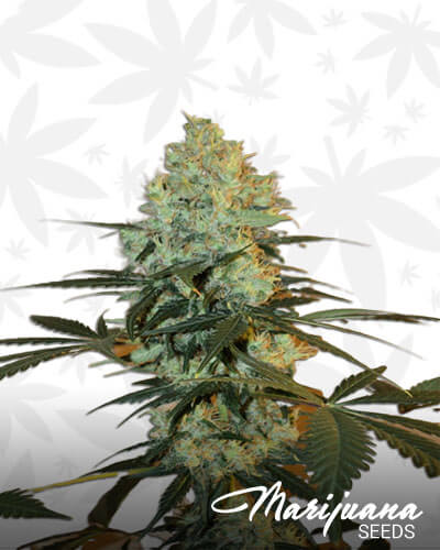Master OG