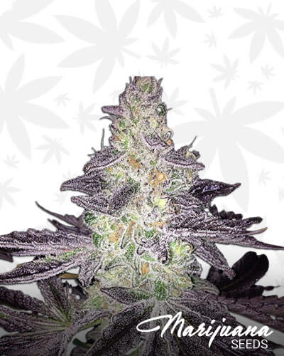 Mendo Breath