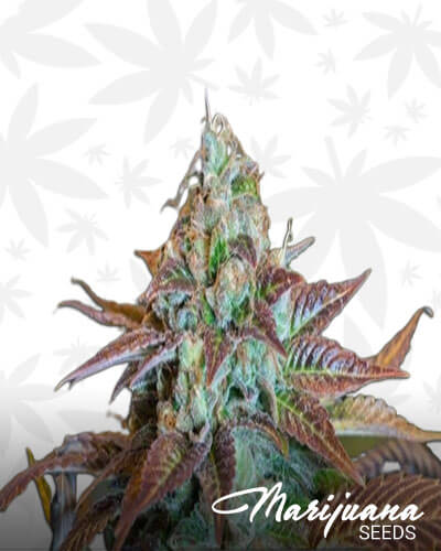 Mercury OG