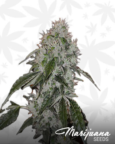 Merlot OG