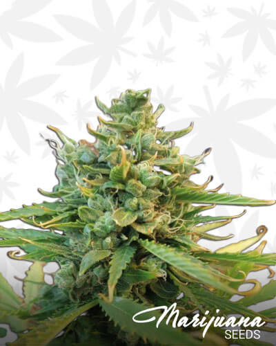 Misty Kush