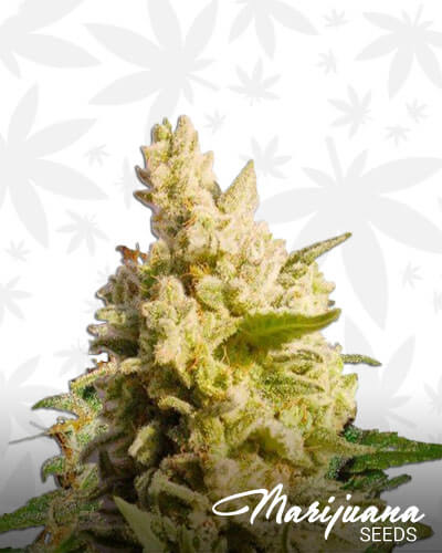 Monster Cookies
