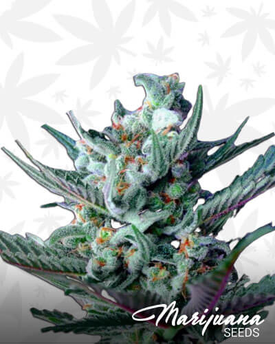 Moonshine Haze