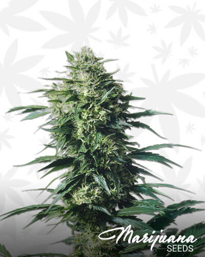 Mother’s Finest