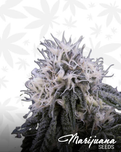 Neptune Kush
