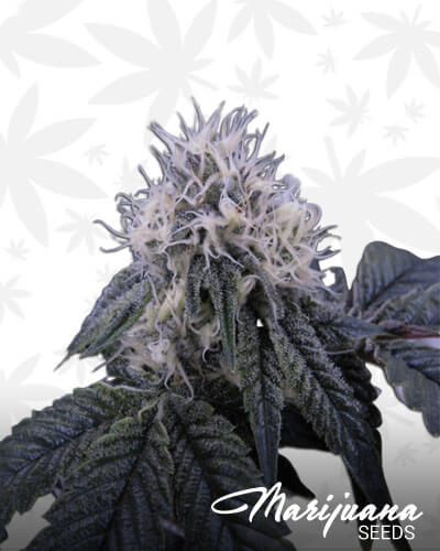 Neptune OG
