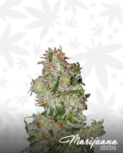 Nexus OG