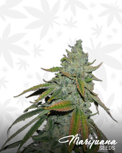 Night Terror OG