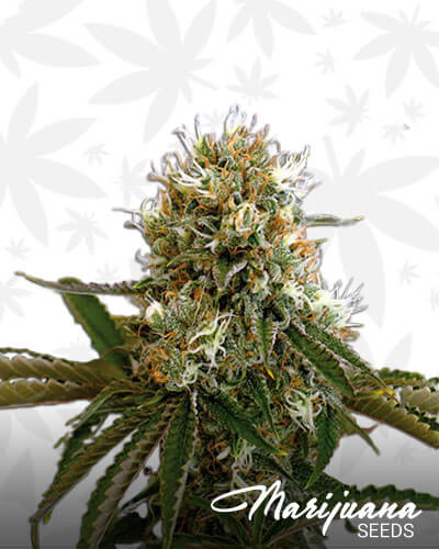 North American Indica