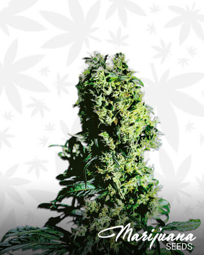 Northern Lights 5 X Haze