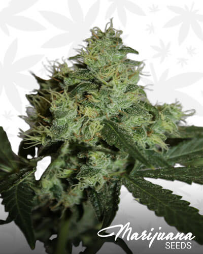 Northern Lights 5
