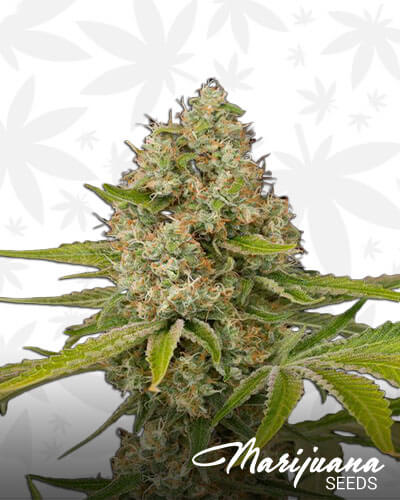 Nuggetry OG
