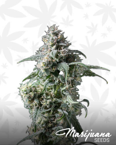 Nuken