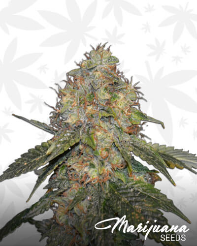 OG Los Angeles Kush