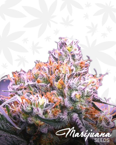 Obama Kush