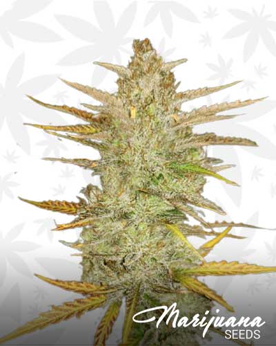 Old Mother Sativa Marijuana Seeds
