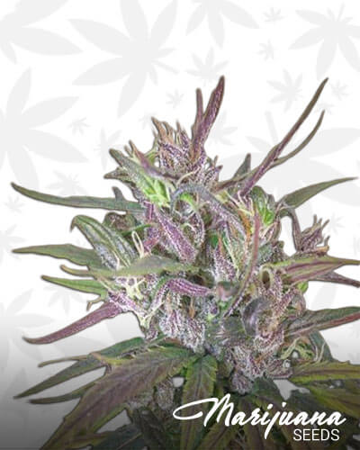 Oldtimer’s Haze