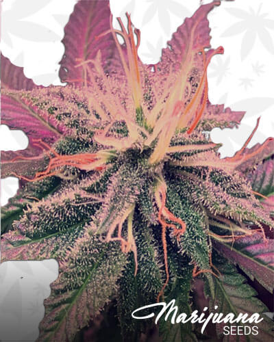 Opal OG Kush