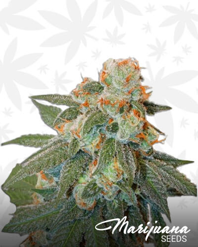 Orange Afghani